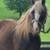 FOR ADOPTION - Heartland Equine Rescue -11yr Rocky Cross Pony 9 thumbnail