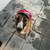 MISSING DOG 5 thumbnail