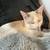 Female kitten 7 thumbnail