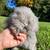 Teddywidder Rabbit 5 thumbnail