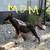 Bull Terrier Puppies 8 thumbnail