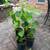 Red Mulberry Plants 2 thumbnail