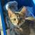 Bengal / Tabby kitten 1 thumbnail