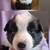 Boarder collie puppies 1 thumbnail