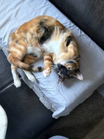 2 calico cats (Theodore)63920390547458121