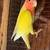 Love birds $45. 2 thumbnail