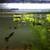 White King Cobra Guppies 4 thumbnail