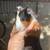 Guinea pigs available , have 2 males to choose or babies 3 thumbnail