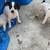 cute puppies for adoption 3 thumbnail