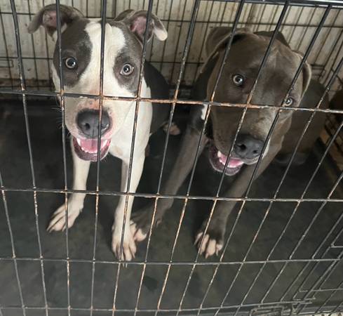 American Staffordshire 1