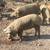 Herd of Mangalitsa Pigs 4 thumbnail
