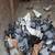 Pigeons 3 thumbnail