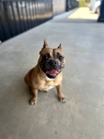 Cachorro adorable e inteligente, mitad francés, mitad micro bully necesita un nuevo hogar. (Murfreesboro)64013262645505120