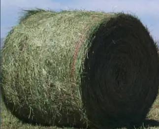 Alfalfa baled hay 1