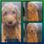 F1ab Goldendoodles puppies 6 thumbnail