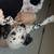 Dalmations 2 thumbnail