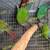 Green Cheek Conures Conure 4 thumbnail
