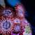 reef coral SPS, LPS, Zoas 1 thumbnail