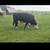 Cow calf pair 2 thumbnail