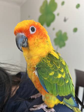 lost sun conure (Natick)64035636293249120