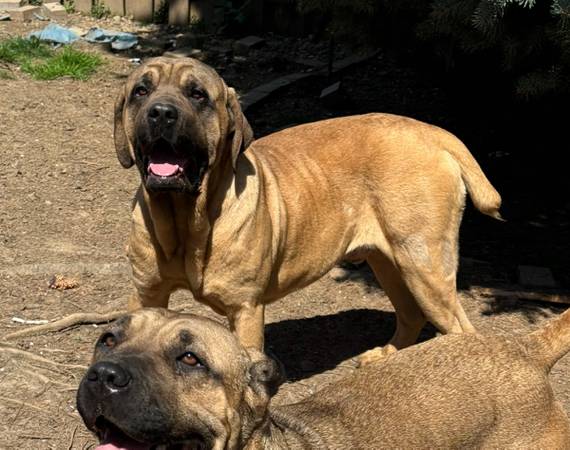 Cane Corso Italian Mastiff (Portland)63842373906689122