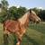 Belgian Stud Colt horse 6 thumbnail