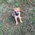 Free Rehoming Female German Sheperd puppy 1 thumbnail
