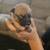 Pug mix puppies 8 thumbnail