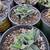 1 gallon Faucaria  tigrina (Tiger Jaws)  for $4 4 thumbnail