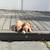 Rehoming Extra Large Pit Bull Puppies 7 thumbnail