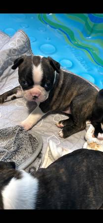 APR BT (Sinai)64308918750978123