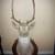 American Buck Taxidermy Taxidermist Deer Mounts 14 thumbnail