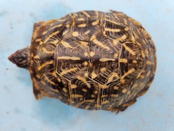 Ornate Box Turtle Female (Phoenix)63967288845443122