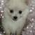 Pomapoo 3 thumbnail