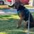 Chocolate female Bloodhound REHOME 1 thumbnail
