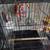 Bird cages 3 thumbnail