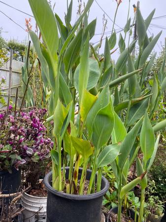 Canna Lily 1