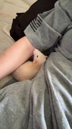 Rats - Urgent (Princeton)64001741003905124