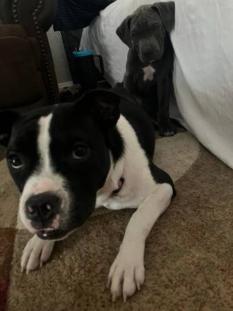 Looking 4 My lost pup! (Sun City)64047951537155120