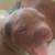 Puppy is looking for new home 4 thumbnail