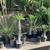 Madagascar Palm ///// PACHYPODIUM lamerei 6 thumbnail