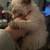 Purebreed ragdolls 2 thumbnail