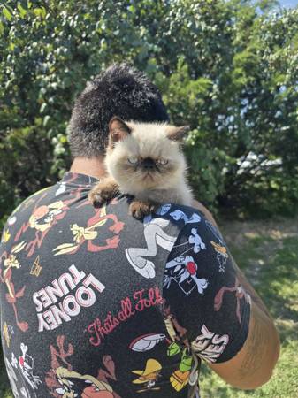 ESH kittens (Gatesville)63839344426369121