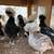 Polish chicks 7 thumbnail