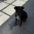 Rehoming Dog 3 thumbnail