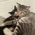 Calico and American Shorthair/Tabby mix 6 thumbnail