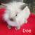 Lion lops blue eyes, lion heads 4 thumbnail
