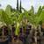 Banana Tree 🍌🍌 4 thumbnail
