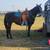 2009 AQHA Mare "French Man Pine" 7 thumbnail