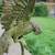 Bronze Parrots Statue 10 thumbnail